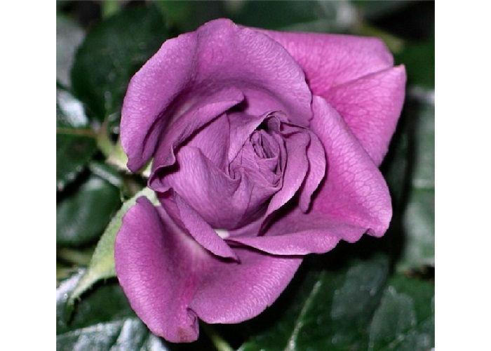 Teahibrid rózsa / Eminence